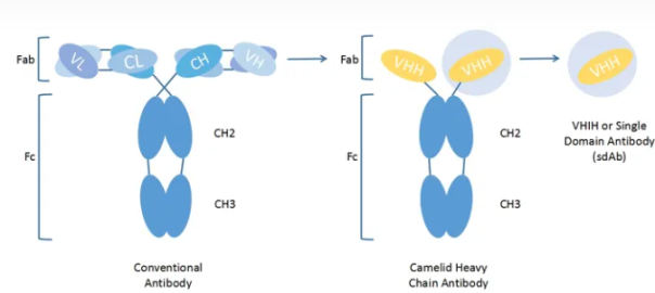 VHH