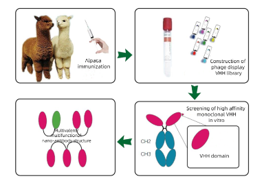 Antibody Discovery-KMDBioscience