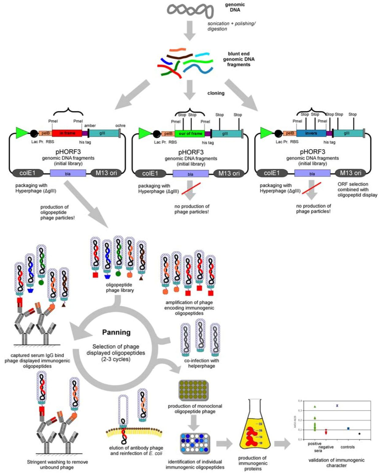 phage display
