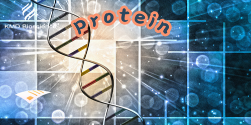 Recombinant protein production